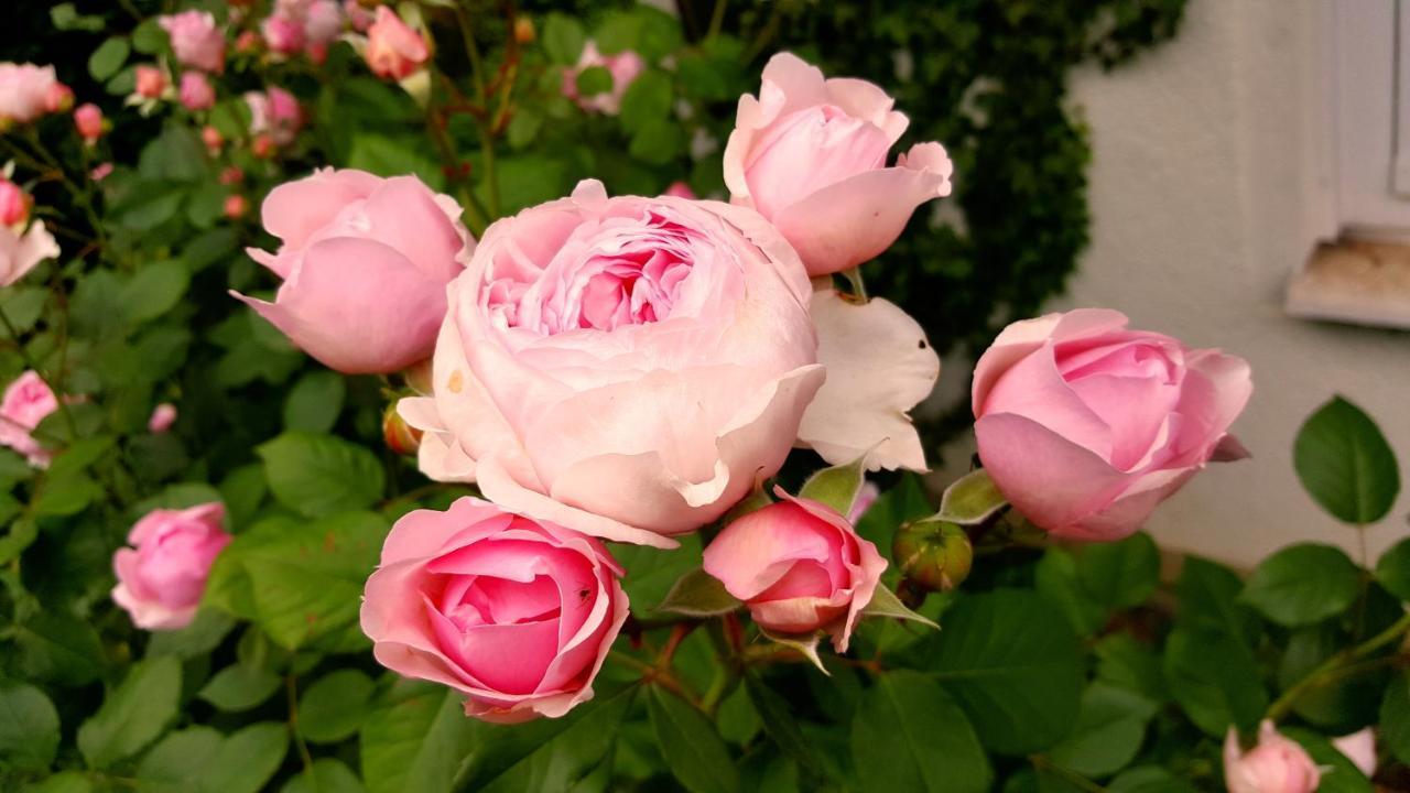 Boutiquehotel Goldene Rose - Self-Check-In 로텐부르크 옵 데어타우버 외부 사진